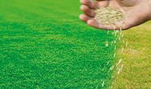 Rénover les gazons : c'est le moment !