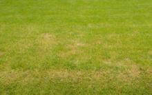 Et si mon gazon jaunit ? Comment y remédier